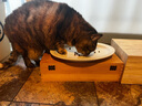NOW FRESHnow幼猫粮成猫老猫粮进口鲜肉无谷美毛护肠胃猫天然粮 now老猫粮8磅（25.10月） 实拍图