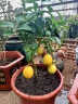 开时果 四季香水柠檬树苗盆栽（可结果食用）水果植物室内花卉绿植盆景 【约30-40cm】原土发货 加赠 肥料 实拍图
