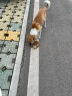 麦富迪狗粮 藻趣儿2.5kg 成犬中大型小型犬通用（牛肉螺旋藻）金毛泰迪 实拍图