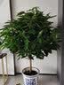 叹为观止大型植物发财树各种大颗盆栽开业乔迁客厅办公室内好养大型花卉 平安树1.2-1.4米 不含盆 实拍图
