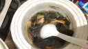 海芝宝 国产有机鲜海带头 280g*2袋 凉拌炖汤 裙带食材 生鲜海鲜水产 实拍图