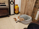华元宠具（hoopet）狗窝四季通用狗床中大型犬睡觉可拆洗宠物狗垫子小狗狗窝夏季凉席 窝+凉席+棉垫【四季通用】新款 XL 100*82*26 推荐100斤内 实拍图