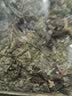 珈祁堂 翻白草中药材2025新货无硫整颗切段带根新晒干货泡水可搭绞股蓝 翻白草100克【新货】 实拍图