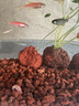 欧龙水族OLON 孔雀鱼饲料鱼食小型鱼热带鱼饲料通用观赏鱼斗鱼灯科鱼鱼粮 热带鱼微颗粒饲料 260ml（营养均衡） 实拍图