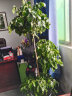 墨一幸福树盆栽大型绿植大棵室内客厅办公室 三层幸福树1.4-1.6m含盆 晒单实拍图