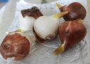 瑞蔬源郁金香种球花苗室内绿植5颗郁金香种球+1个随机色菜盆+1块椰砖 晒单实拍图