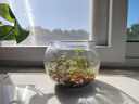 若绿铜钱草盆栽套餐 室内盆栽植物土培水培花卉绿植源头直发包邮 铜钱草（时尚圆球）套装 实拍图