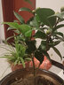 盆栽茶花苗 四季香妃茶花 带花苞浓香型山茶花树庭院室内好养五色赤丹茶花树苗花卉植物 五色赤丹(强力) 4年苗【当年开花】 实拍图