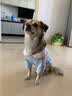 憨憨宠 狗狗衣服猫衣服宠物泰迪衣服冬季猫咪衣服小型犬衣服幼犬秋冬服 蓝色 萝卜小挎包卫衣 XL号建议体重11-15斤 实拍图