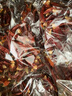 静益乐源干红辣椒 山东特辣特香调味品 火锅底料香辛料 做菜卤货增香调料 【活动款】精品干辣椒1000g 实拍图