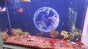 森森（SUNSUN）鱼缸水族箱含鱼缸过滤器灯大型金鱼缸 珍珠白 时尚款1.2米长34.6cm宽底滤 带棉+滤材 实拍图