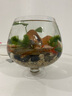 共度（Gong Du）玻璃鱼缸球形圆形缸生态草缸乌龟缸居家创意桌面水族箱观赏金鱼缸 高脚杯大号裸缸20.5*20.5cm 实拍图