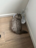派乐特 猫咪饮水机猫碗盆宠物狗狗喝水小猫狗泰迪饭食盆喂食器 爱心碗 实拍图