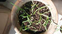 新韭菜根红葱头盆栽 韭菜苗 葱苗  紫根韭菜  红根 宽叶韭菜根 香韭 蔬菜苗 韭菜根100颗 实拍图