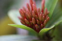 老蛙（LAOWA） 老蛙100mm F2.8 2倍放大全画幅百微超微距镜头 昆虫花卉人像 黑色【标配】 佳能微单RF卡口 实拍图
