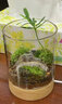 丘辰生命之树苔藓微景观生态瓶diy办公桌面绿植摆件造景花卉盆栽礼物 小光山（小夜灯底座） 微景观 实拍图