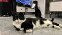 LEGENDSANDY蓝氏猫粮猎鸟乳鸽无谷猫粮生骨肉冻干猫粮成猫幼猫全阶段全价猫粮 猎鸟乳鸽双重倍护体验装(80g) 实拍图