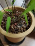 漫德莱赤玉土颗粒2.5kg 多肉兰花土兰科植物种植基质营养土盆景铺面石 实拍图