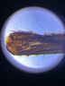 江南初中生中考专用显微镜实验专业生物光学可看细菌儿童生物高清16A 1000倍+移动尺款 实拍图