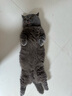 猫厨（frisian)猫罐头泰国进口宠物猫咪湿粮零食猫咪鱼肉罐头85g 24罐混拼 实拍图