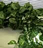 匠心绽放仿真藤条树叶绿箩假绿植空调管道遮挡装饰藤蔓植物藤条5条装20193 实拍图