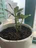 萌肉居沙漠玫瑰四季种植盆栽花卉绿植长花期室内随机色原盆土源头直发 实拍图