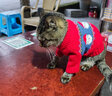 华元宠具（hoopet）猫咪衣服春节过年毛衣秋冬保暖冬季猫衣服防掉毛宠物新年国潮棉衣 【新年】老头毛衣（偏大） XS：胸围30cm【建议1-3斤】 实拍图