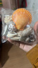 曦凰天然贝壳海螺壳海星珊瑚石儿童玩具装饰摆件DIY卷贝鱼寄居蟹 套餐三:半斤中海螺贝壳 实拍图
