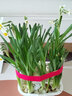易囍艺 水仙花种球盆栽水养植物易活室内四季好养客厅办公室花卉绿植水 漳州水仙种球4个（大号球）+塑料水培盆+营养液 实拍图