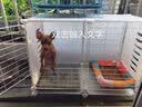 爱咪宠狗笼子小中型犬带厕所冬天家用保暖小型犬狗狗围栏泰迪比熊狗笼 两格【73*37*53】幼小犬可用 基础款：脚垫+托盘+加固扣+扎带 实拍图