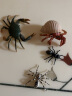 玛奇乐（MECHILE）仿真海洋动物模型玩具套装海牛龙虾寄居蟹河豚飞鱼儿童生日礼物 寄居蟹 实拍图