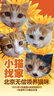 美滋元猫条猫零食 流质猫条湿粮成幼猫全猫咪通用 金枪鱼 猫条12g*15支 实拍图
