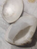 睫蓓秋冬季蛤蜊油老式手足防裂口干裂贝壳膏蚌壳护手霜老国货上海哈利 特大号（6-7厘米） 1个装 晒单实拍图