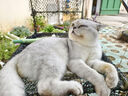 licheers猫包外出大号宠物背包便携太空舱猫笼狗袋双肩透气大容量猫咪书包 实拍图