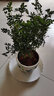 欧芽清香胡椒木植物办公室桌面绿植花卉 盆栽室内客厅 清香木盆景苗【竹叶陶瓷盆】 含盆 实拍图