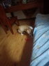 宜特（EETOYS）红色橄榄球狗狗玩具趣味发声洁齿互动训练乳胶球宠物用品 实拍图