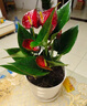 格调生活鸿运当头红掌盆栽绿植花卉室内客厅水培好养白掌一帆风顺四季开花 两盆、大红掌【大螺纹盆】 含盆 实拍图
