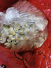 泰明扬新鲜活剥花甲肉蛤蜊肉250g/袋 冷冻无沙花蛤肉蚬子肉 花甲肉 1250g 【固形物80%】 实拍图