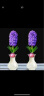 樱霞风信子种球水培植物盆栽花卉四季好养蓝甲克2球+2瓶+营养液 晒单实拍图