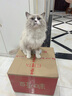 家有恶猫 猫咪乖不乖 主人说了算 中国版家有恶猫主持人 猫行为学专家“咪姐“教你更好地理解猫咪世界京东618活动 实拍图