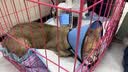 【空运 次日达】44l猫腹传针剂油剂干性湿性腹水腹膜炎可口服片剂 新款加强版【1瓶】20浓度 6ml*1支 实拍图