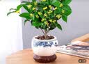 开时果 四季桂花树苗盆栽老桩浓香型花卉 室内植物客厅阳台好养绿植盆景 【家居点缀】精品桂花/40-50cm+宽条纹瓷盆 基地直发 实拍图