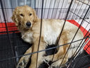 雷米高澳宝 牛肉味成犬专用狗粮工作犬训练基地专用狗粮 全价成犬粮10kg 实拍图