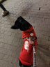 Lanswood 狗狗衣服拉布拉多金毛大型犬小型犬泰迪柯基柴犬狗衣服中大型犬 红衣-中国年兽 4X建议22斤左右 实拍图