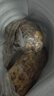 洪湖农家 洪湖莲藕 新鲜脆藕 火锅食材 生鲜  买菜 新鲜蔬菜  新花藕 脆藕5斤普快 实拍图