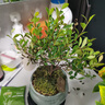 小叶赤楠盆景植物办公花卉基地直销批发绿植盆栽室内摆件花卉绿植 赤楠+绿色裂纹盆+苔藓+圆底座 实拍图
