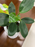 九千谷金钻鸭脚木绿植盆栽植物花卉小盆景好养易活懒人盆栽源头直发 实拍图