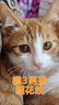 美滋元猫条猫零食 流质猫条湿粮成幼猫全猫咪通用 金枪鱼 猫条12g*15支 实拍图