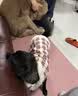 阿莫尔秋冬猫咪衣服加厚保暖可牵引棉衣宠物比熊泰迪小型犬马甲狗狗衣服 皮毛一体（粉色） M(建议5-8斤具体参考胸围背长) 实拍图