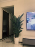 墨一鹤望兰盆栽大型绿植大棵花卉室内客厅办公室 天堂鸟1.5-1.6m含盆 实拍图